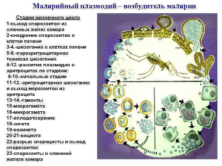 Малярийный плазмодий – возбудитель малярии Стадии жизненного цикла 1 -выход спорозоитов из слюнных желез