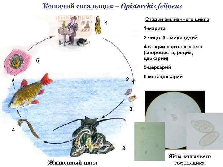 Кошачий сосальщик – Opistorchis felineus Стадии жизненного цикла 1 1 -марита 2 -яйцо, 3