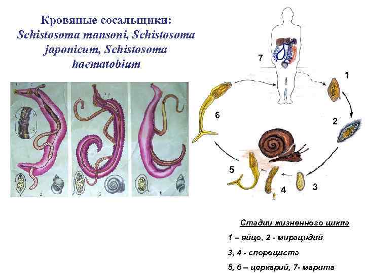 Кровяные сосальщики: Schistosoma mansoni, Schistosoma japonicum, Schistosoma haematobium 7 1 6 2 5 4