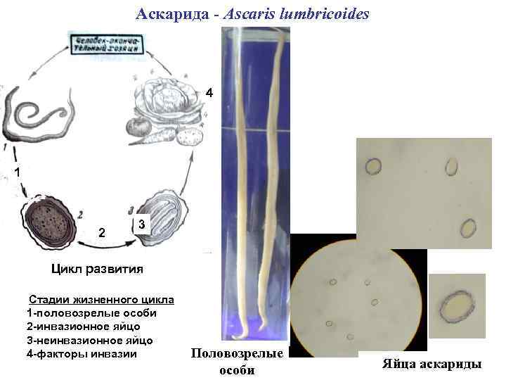 Аскарида - Ascaris lumbricoides 4 1 2 3 Цикл развития Стадии жизненного цикла 1