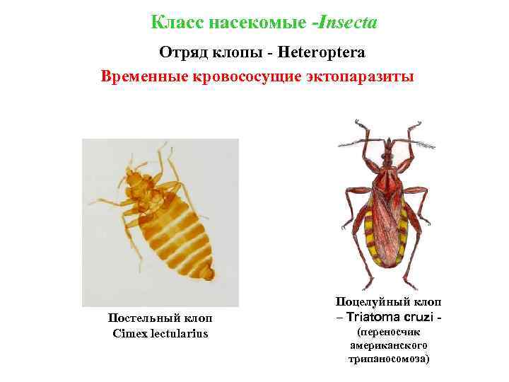 Класс насекомые -Insecta Отряд клопы - Heteroptera Временные кровососущие эктопаразиты Постельный клоп Cimex lectularius