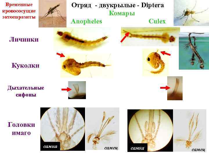 Отряд - двукрылые - Diptera Комары Anopheles Culex Временные кровососущие эктопаразиты Личинки Куколки Дыхательные