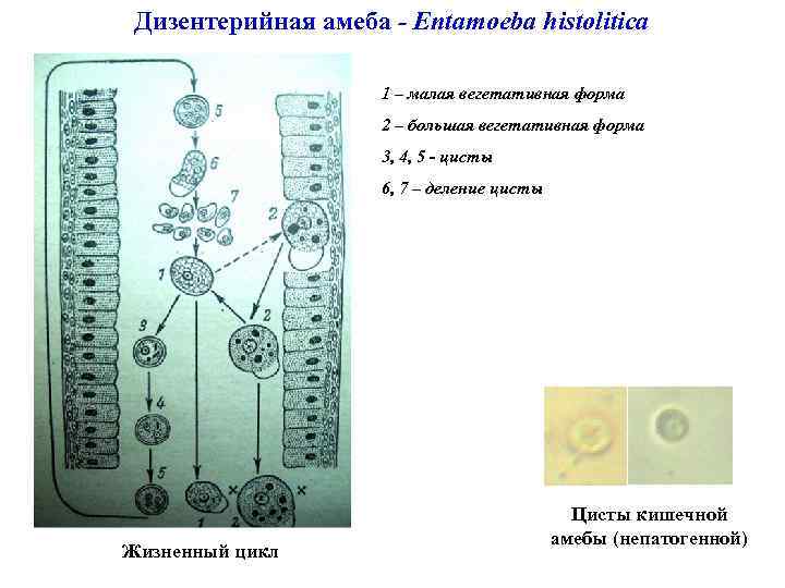 Дизентерийная амеба - Entamoeba histolitica 1 – малая вегетативная форма 2 – большая вегетативная