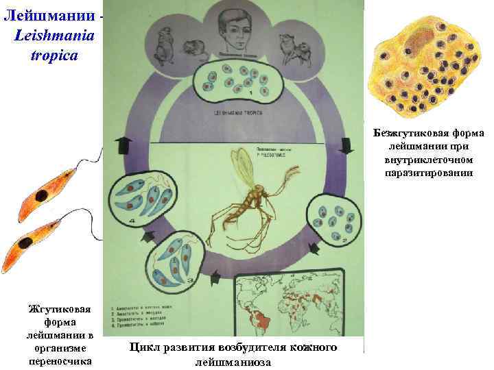 Лейшмании Leishmania tropica Безжгутиковая форма лейшмании при внутриклеточном паразитировании Жгутиковая форма лейшмании в организме