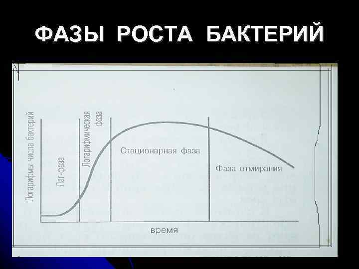 ФАЗЫ РОСТА БАКТЕРИЙ 