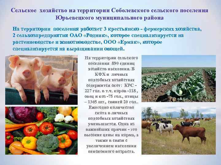 Сельское хозяйство на территории Соболевского сельского поселения Юрьевецкого муниципального района На территории поселения работает