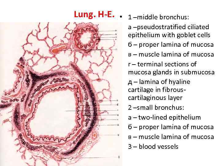 Lung. H-E. • 1 –middle bronchus: • а –pseudostratified ciliated epithelium with goblet cells