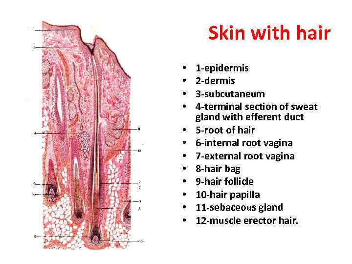 Skin with hair • • • 1 -epidermis 2 -dermis 3 -subcutaneum 4 -terminal
