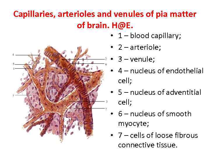 Capillaries, arterioles and venules of pia matter of brain. H@E. 1 – blood capillary;