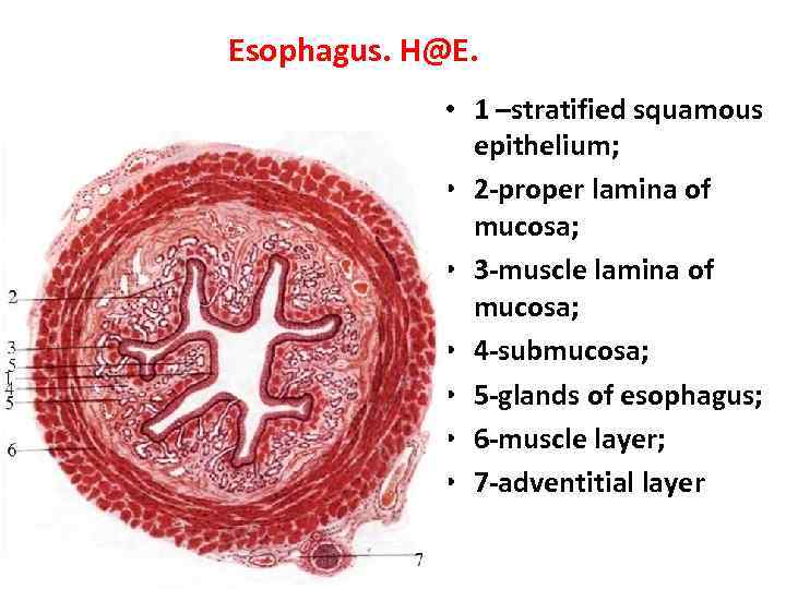 Esophagus. H@E. • 1 –stratified squamous epithelium; • 2 -proper lamina of mucosa; •
