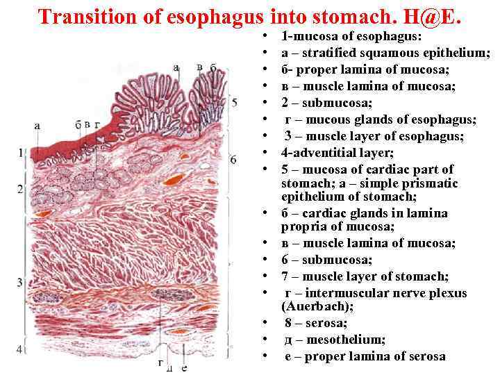 Transition of esophagus into stomach. H@E. • • • • • 1 -mucosa of