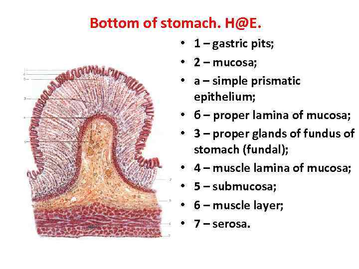 Bottom of stomach. H@E. • 1 – gastric pits; • 2 – mucosa; •