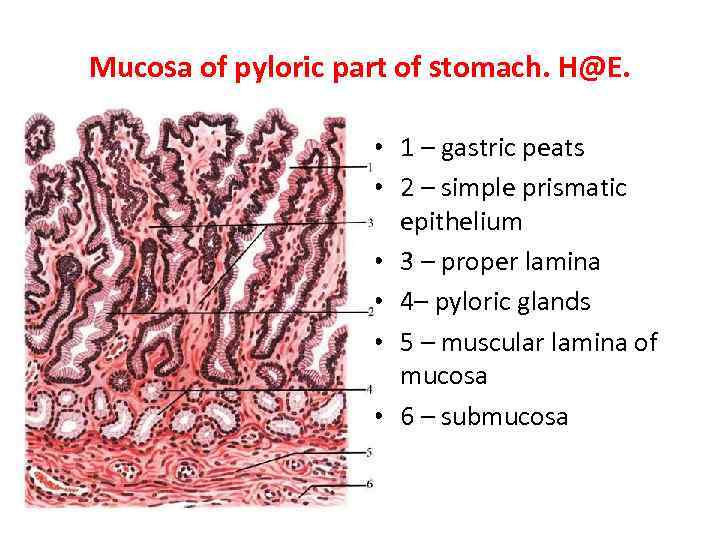 Mucosa of pyloric part of stomach. H@E. • 1 – gastric peats • 2