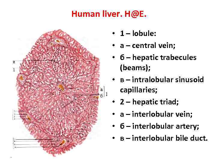 Human liver. H@E. • 1 – lobule: • a – central vein; • б