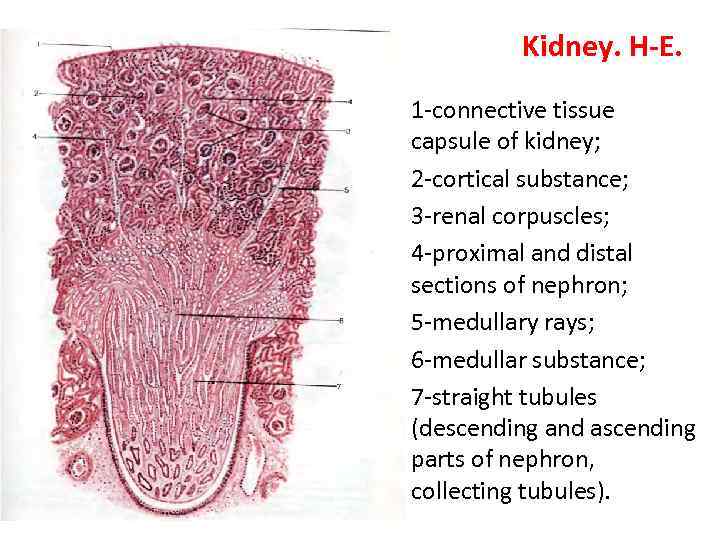Kidney. H-E. • 1 -connective tissue capsule of kidney; • 2 -cortical substance; •
