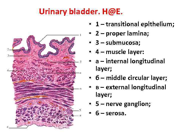 Urinary bladder. H@E. • • • 1 – transitional epithelium; 2 – proper lamina;
