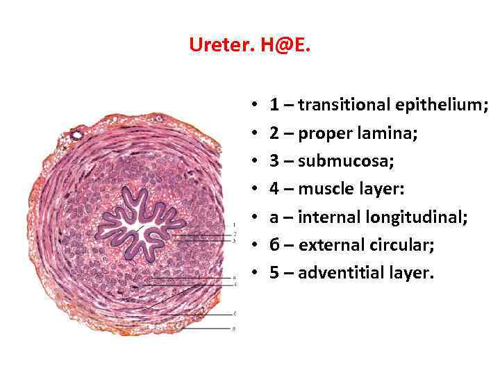 Ureter. H@E. • • 1 – transitional epithelium; 2 – proper lamina; 3 –