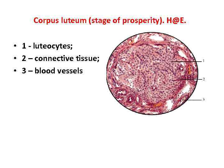 Corpus luteum (stage of prosperity). H@E. • 1 - luteocytes; • 2 – connective