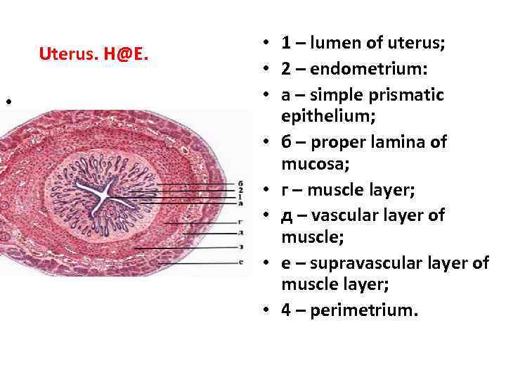 Uterus. H@E. • • 1 – lumen of uterus; • 2 – endometrium: •