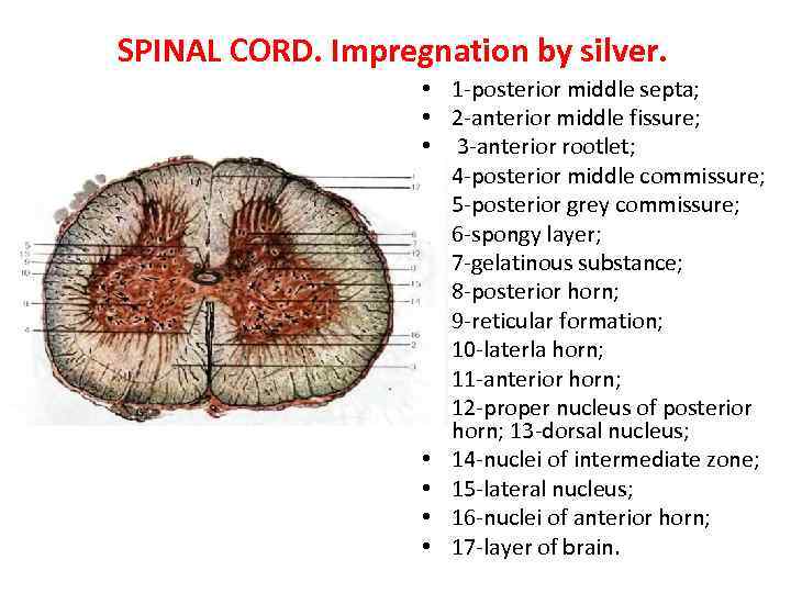 SPINAL CORD. Impregnation by silver. • • • • 1 -posterior middle septa; 2