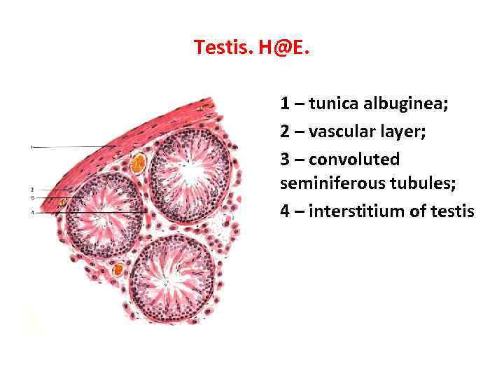 Testis. H@E. 1 – tunica albuginea; 2 – vascular layer; 3 – convoluted seminiferous