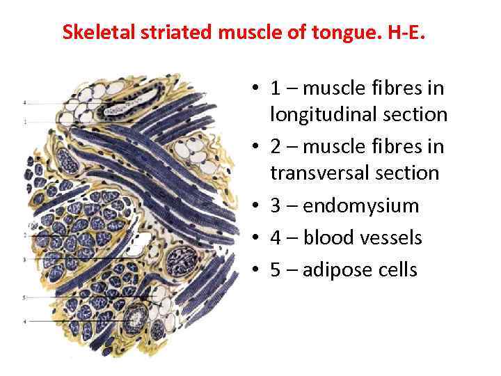 Skeletal striated muscle of tongue. H-E. • 1 – muscle fibres in longitudinal section