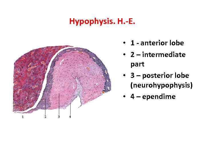Hypophysis. H. -E. • 1 - anterior lobe • 2 – intermediate part •