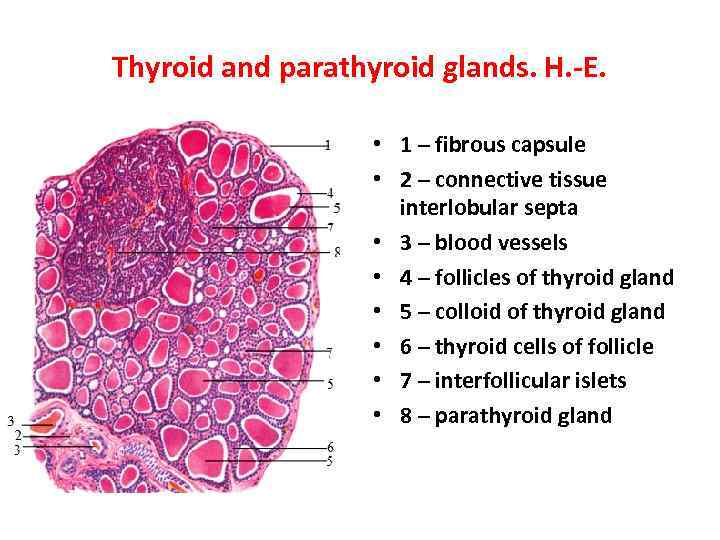 Thyroid and parathyroid glands. H. -E. • 1 – fibrous capsule • 2 –