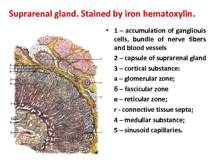 Suprarenal gland. Stained by iron hematoxylin. • 1 – accumulation of gangliouis cells, bundle