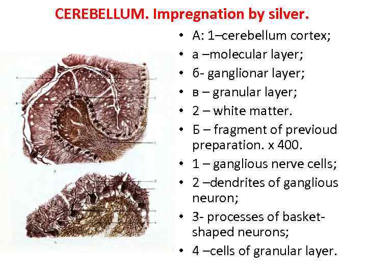 CEREBELLUM. Impregnation by silver. • • • A: 1–cerebellum cortex; а –molecular layer; б-