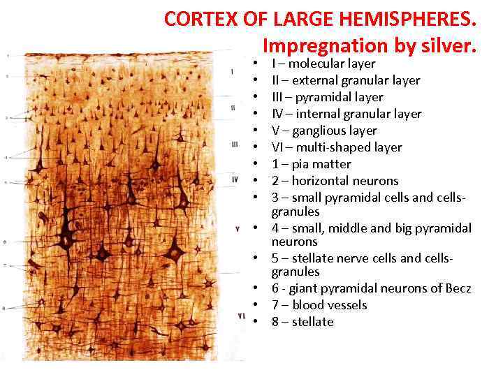 CORTEX OF LARGE HEMISPHERES. Impregnation by silver. • • • • I – molecular