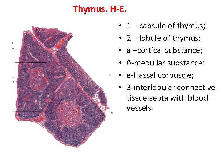 Thymus. H-E. • • • 1 – capsule of thymus; 2 – lobule of