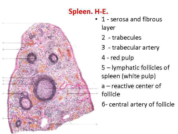 Spleen. H-E. • 1 - serosa and fibrous layer • 2 - trabecules •