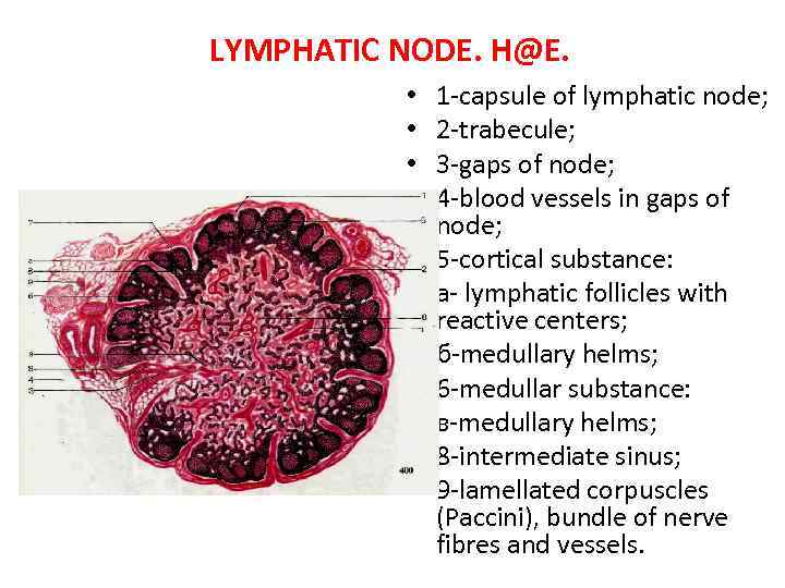 LYMPHATIC NODE. H@E. • • • 1 -capsule of lymphatic node; 2 -trabecule; 3