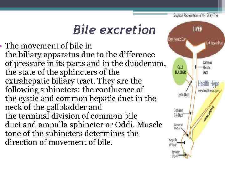 Bile excretion • The movement of bile in the biliary apparatus due to the