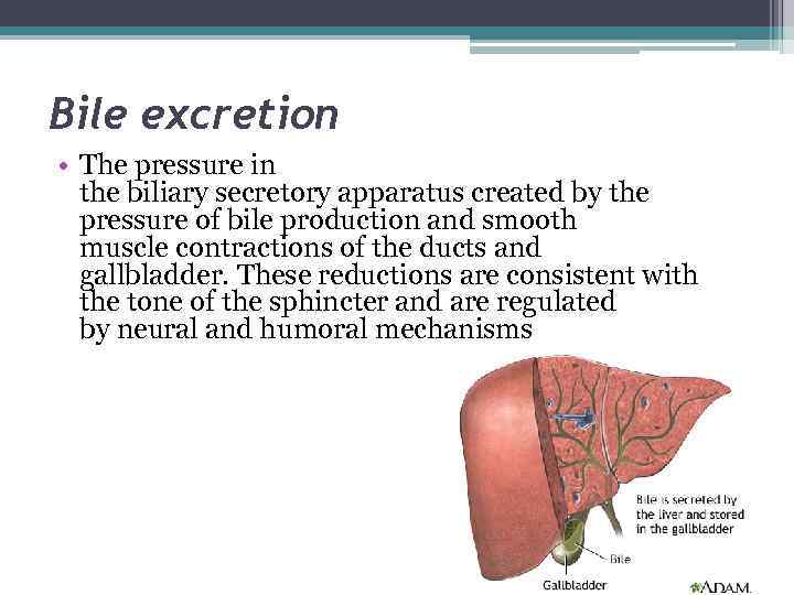 Bile excretion • The pressure in the biliary secretory apparatus created by the pressure