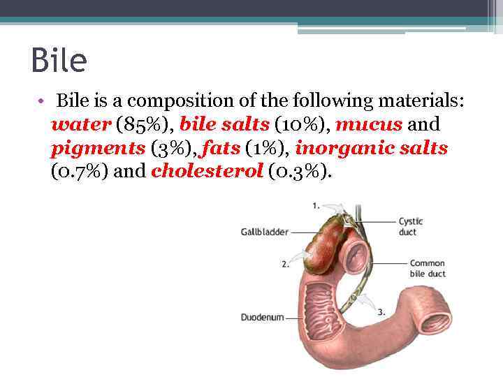 Bile • Bile is a composition of the following materials: water (85%), bile salts