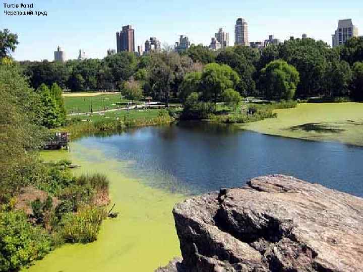 Turtle Pond Черепаший пруд 