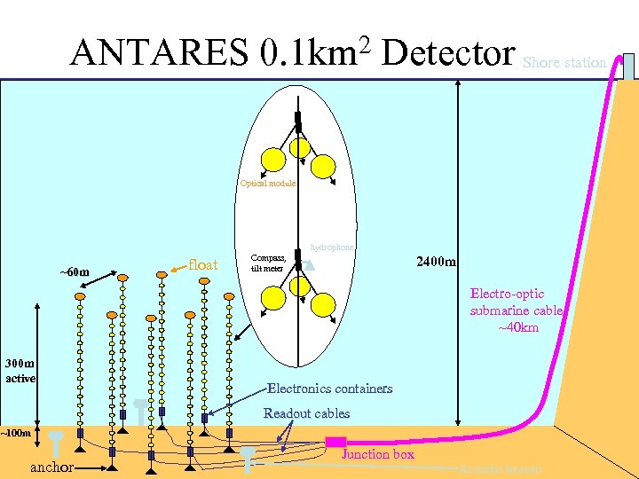 ANTARES 2 0. 1 km Detector Shore station Optical module hydrophone ~60 m float