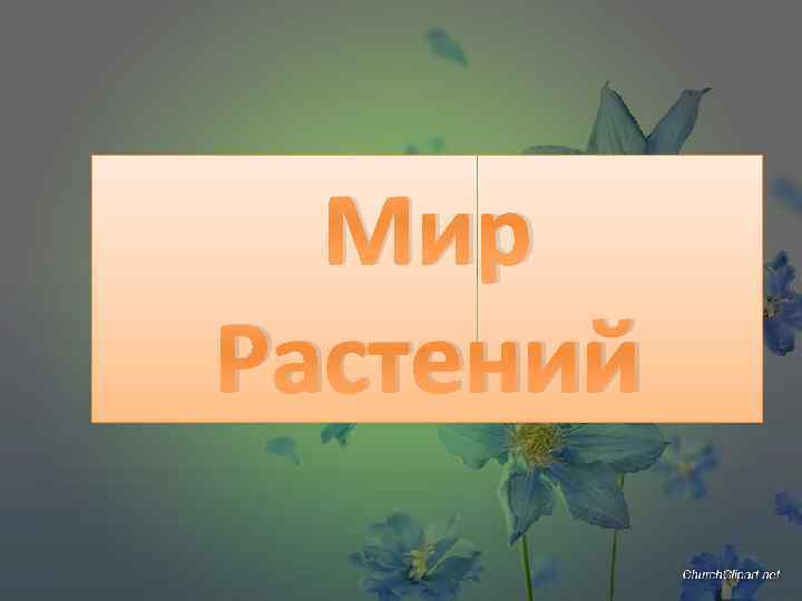 Мир Растений 