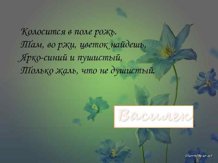 Колосится в поле рожь. Там, во ржи, цветок найдешь, Ярко-синий и пушистый, Только жаль,