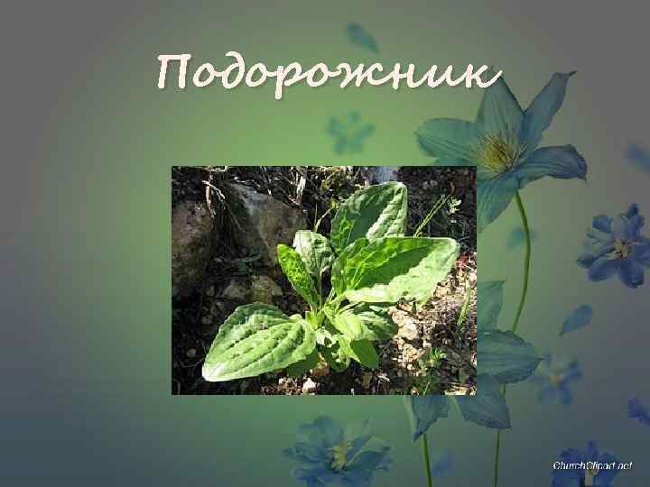 Подорожник 