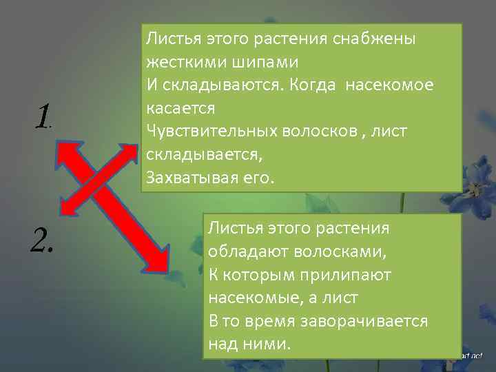 1 . 2. Листья этого растения снабжены жесткими шипами И складываются. Когда насекомое касается