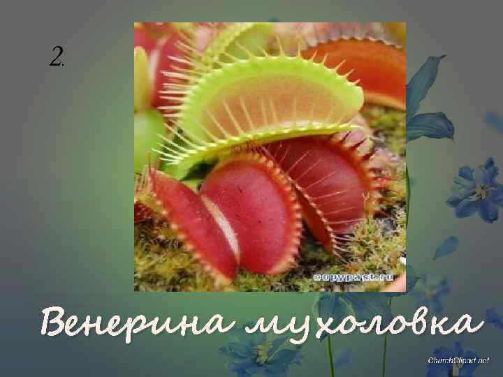 2 . Венерина мухоловка 