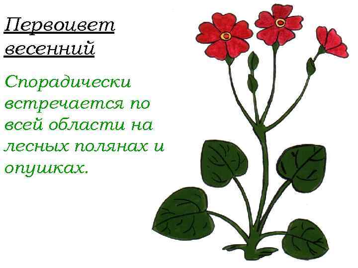 Первоцвет весенний Спорадически встречается по всей области на лесных полянах и опушках. 