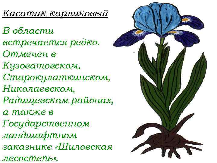 Касатик карликовый В области встречается редко. Отмечен в Кузоватовском, Старокулаткинском, Николаевском, Радищевском районах, а