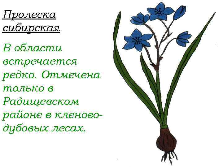 Пролеска сибирская В области встречается редко. Отмечена только в Радищевском районе в кленоводубовых лесах.