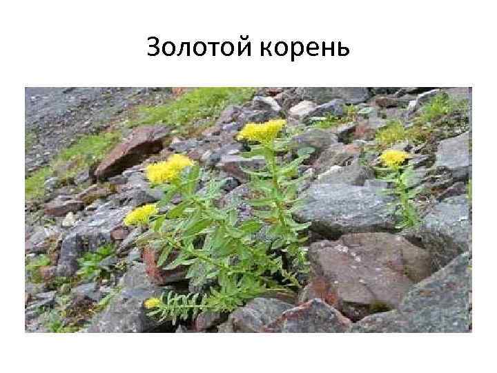 Золотой корень 