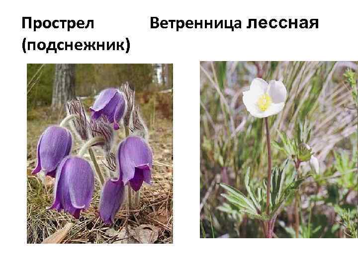 Прострел (подснежник) Ветренница лессная 