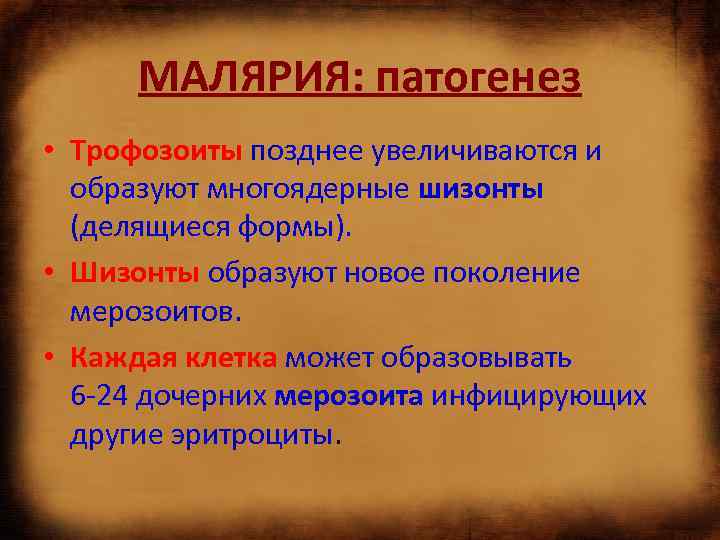 МАЛЯРИЯ: патогенез • Трофозоиты позднее увеличиваются и образуют многоядерные шизонты (делящиеся формы). • Шизонты